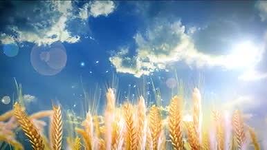 2K金色阳光麦浪风吹麦子摇摆动画背景视频视频的预览图